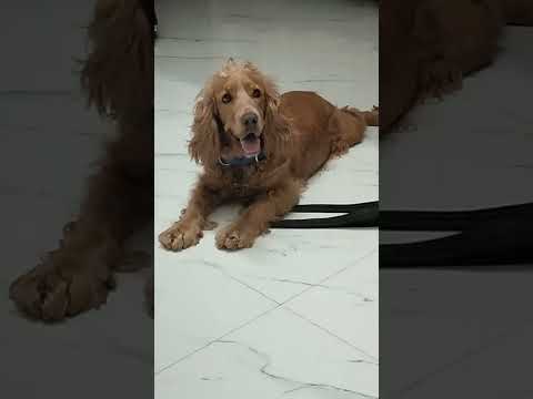 always ready for WALKING 🤣❤️#dog #doglover #dogshorts #doglife #dogs #dogsofinstagram #dogsoftiktok