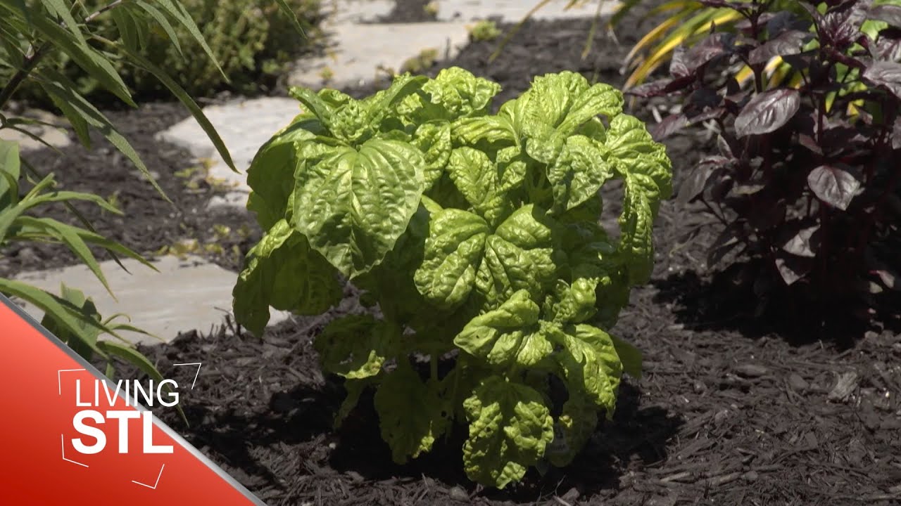 St. Louis Herb Society's 80th Anniversary | Living St. Louis