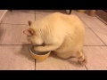 Fat Cat Washes His Hand