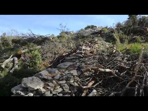 Velika sječa Marjana