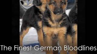 preview picture of video 'SHIPHRA GERMAN SHEPHERDS'