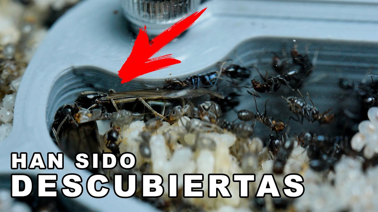 NUNCA HABÍAS VISTO ESTO... MÁS DE 200 REINAS