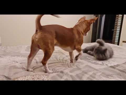 Cat slaps Dog