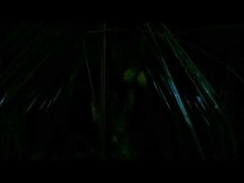 Dzungli hääled öösel