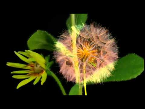 download lagu mp3 mp4 Vai Florescer, download lagu Vai Florescer gratis, unduh video klip Vai Florescer