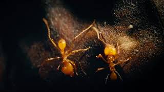 Sodom + Magia Salvaje / Procession to Golgotha
