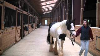 Gypsy Vanner Horse Griffin