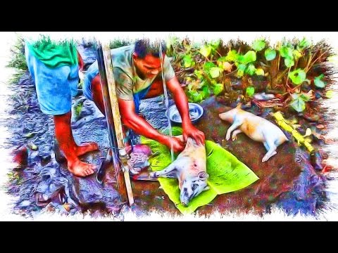 Samoan Movie - How To Cook a Whole Piglet - Primitive Technology of How To Bake It in the Earth Oven