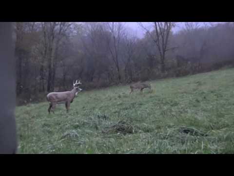 Buck Rattled In To Decoy, Hunter Hides In Building