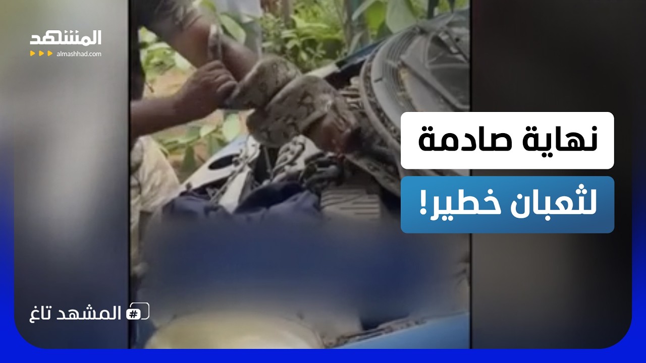 ثعبان أسطوري خدع الجميع واختبأ داخل مكان لا يُصدق.. ونهايته كانت صادمة – المش