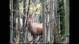 preview picture of video 'Cold Brook Hunts'