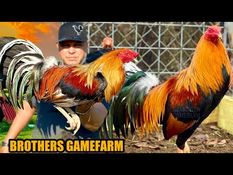 Brownred Sweater Yellow Leg Hatch | BROTHERS GAMEFARM