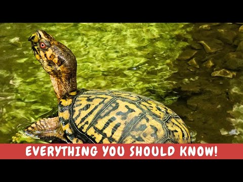 Everything you need to know about the Eastern Box Turtle! And some surprising facts!