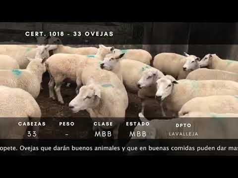 Lote 33 Ovejas Texel en Ruta 14 a 3km de R8 - Paraje Retamosa