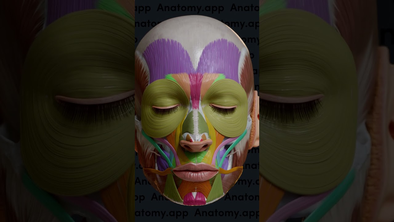 Overview of facial muscles