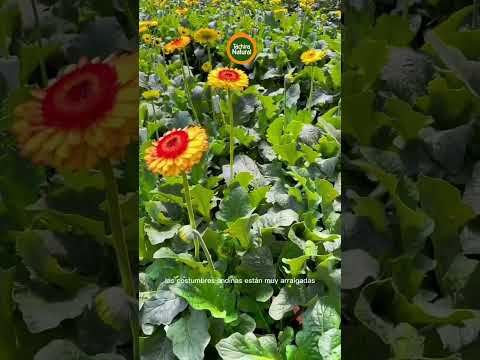 El Cobre. Andes. Táchira. Venezuela 🇻🇪