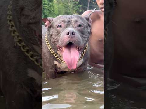 ഇവൾക്ക് എന്താ ഇങ്ങനെ 🫠🙂 #shots #pets