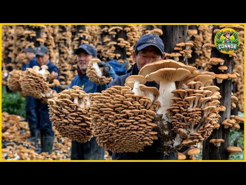 How the Japanese Grow Millions of Giant Shiitake Mushrooms in the Forest