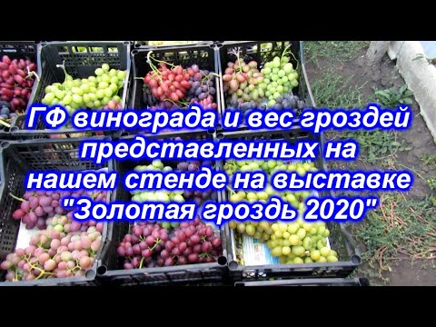 ГФ винограда и вес гроздей представленных на выставке "Золотая гроздь Украины 2020".