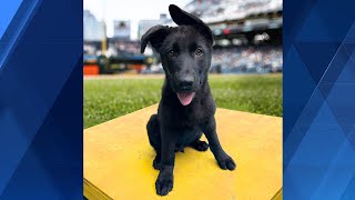 Pittsburgh Pirates looking for help naming new team pup