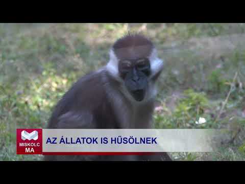 Videó előnézet