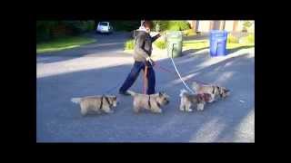 #4  The 3-Dog UTurn Handle - Walk 3 dogs - Walk 4 dogs - Walk Triplets - Untangle all leashes