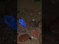 Blue Crayfish #nature #science #crayfish