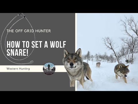 How To Set A Wolf Snare! WOLF | THE OFF GRID HUNTER