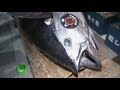 Гигантский тунец ушел с молотка на японском аукционе 