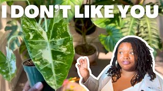 So annoyed with this plant ALOCASIA FRYDEK