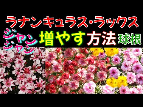 インフレータブルプールの掃除方法と頻度は?化学を無視してもいいでしょうか？  庭園