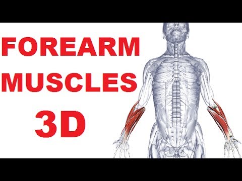 Forearm Muscles Anatomy - Posterior Compartment (Extensors) Part 1
