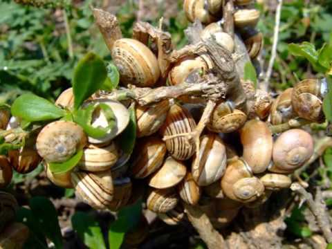 Waltzing Mathilda - Die Schnecke Matilda