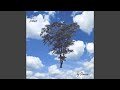 Acacia