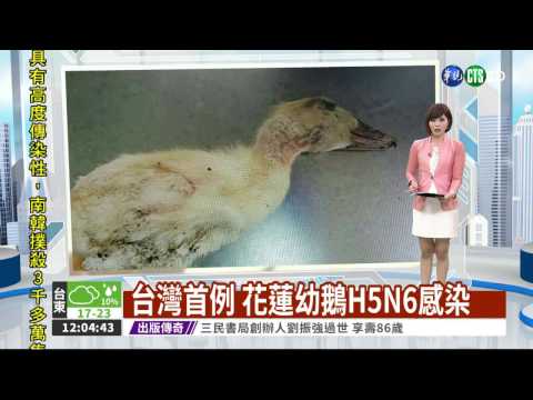台灣首例 花蓮幼鵝H5N6感染