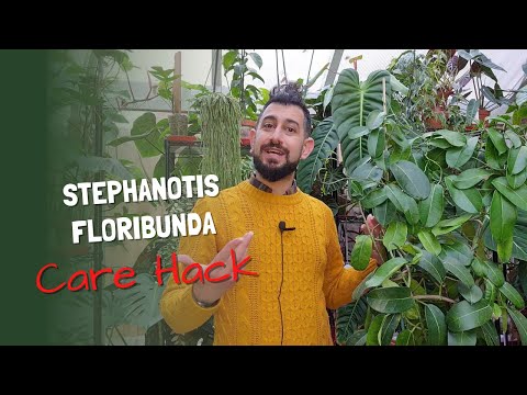 , title : 'Stephanotis Floribunda | Stephanotis Vine | Madagascar Jasmine | Care and Tips