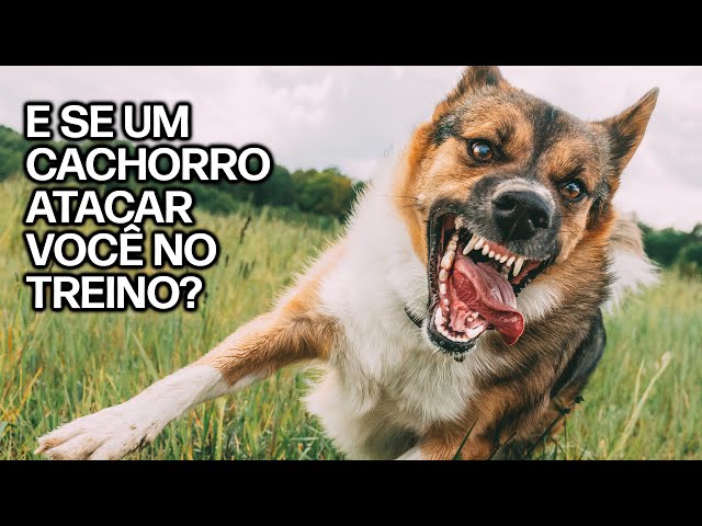 O QUE FAZER SE UM CACHORRO TE ATACAR NO TREINO | Coisas Que Todo Corredor Deveria Saber | #002