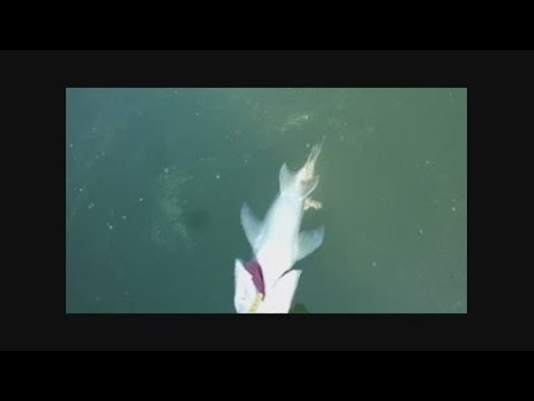 BRUTALER WALLER - Spektakulärer Livebiss an der Oberfläche!!