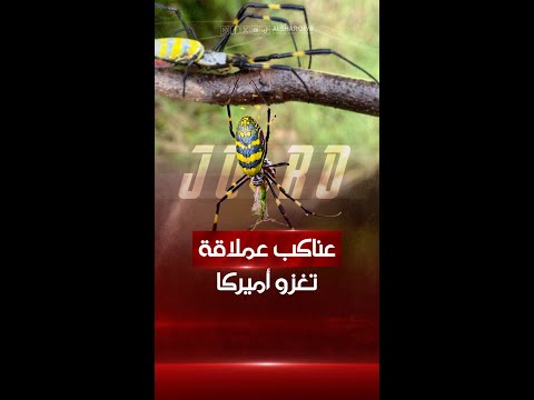 شاهد بالفيديو.. عناكب عملاقة تغزو الولايات المتحدة الأميركية#الشرقية_نيوز