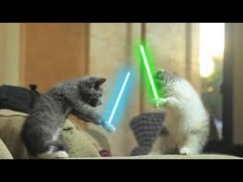 Jedi Kitten with the Force