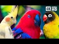 Wonderful Small Parrots Soothing Nature Scenes Stress Relief Relaxing Bird Sounds Calm Time