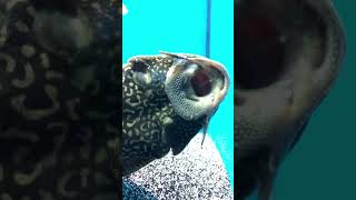 I’M JUST A SUCKER FOR YOUR LOVE - TEENA MARIE