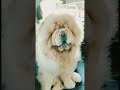 My New Chow Chow Import Male