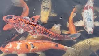 Amazing Koi Pond At Valley View Farms