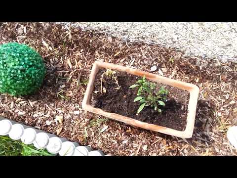 Mein Garten am 7 7 2019 2