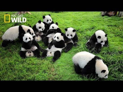 Life of Rare Panda – National Geographic And Wildlife Animal Documentary