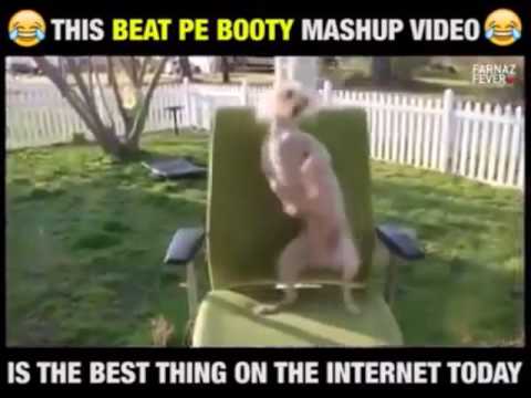 Beat pe booty dogs