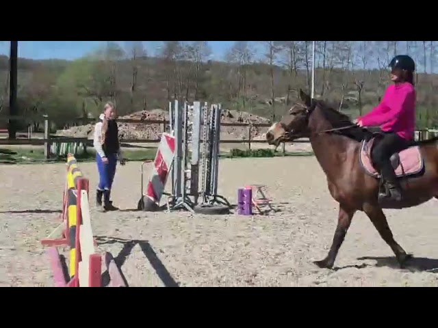 Cavalla PFS Pony Francese da Sella In vendita 2019 Baio ,  Vertigo de Ch&acirc;telain