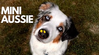 Day In The Life of Having A Mini Aussie