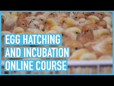 Profitable Pig Farming and Best Practices for success Course Outline